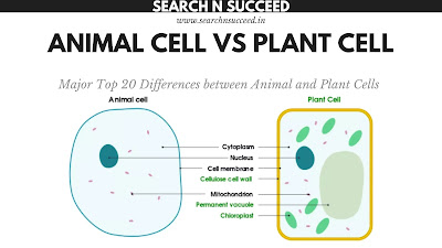 Animal Cell vs Plant Cell: Major Top 20 Differences between Animal and Plant Cells