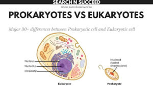 Prokaryotic Cell VS Eukaryotic Cell : Major 30+ differences between Prokaryotic cell and Eukaryotic cell
